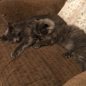 Meet your Posher, Morgan